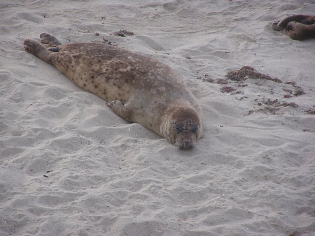 thesealshavetakenoverthechildrensbeach.jpg